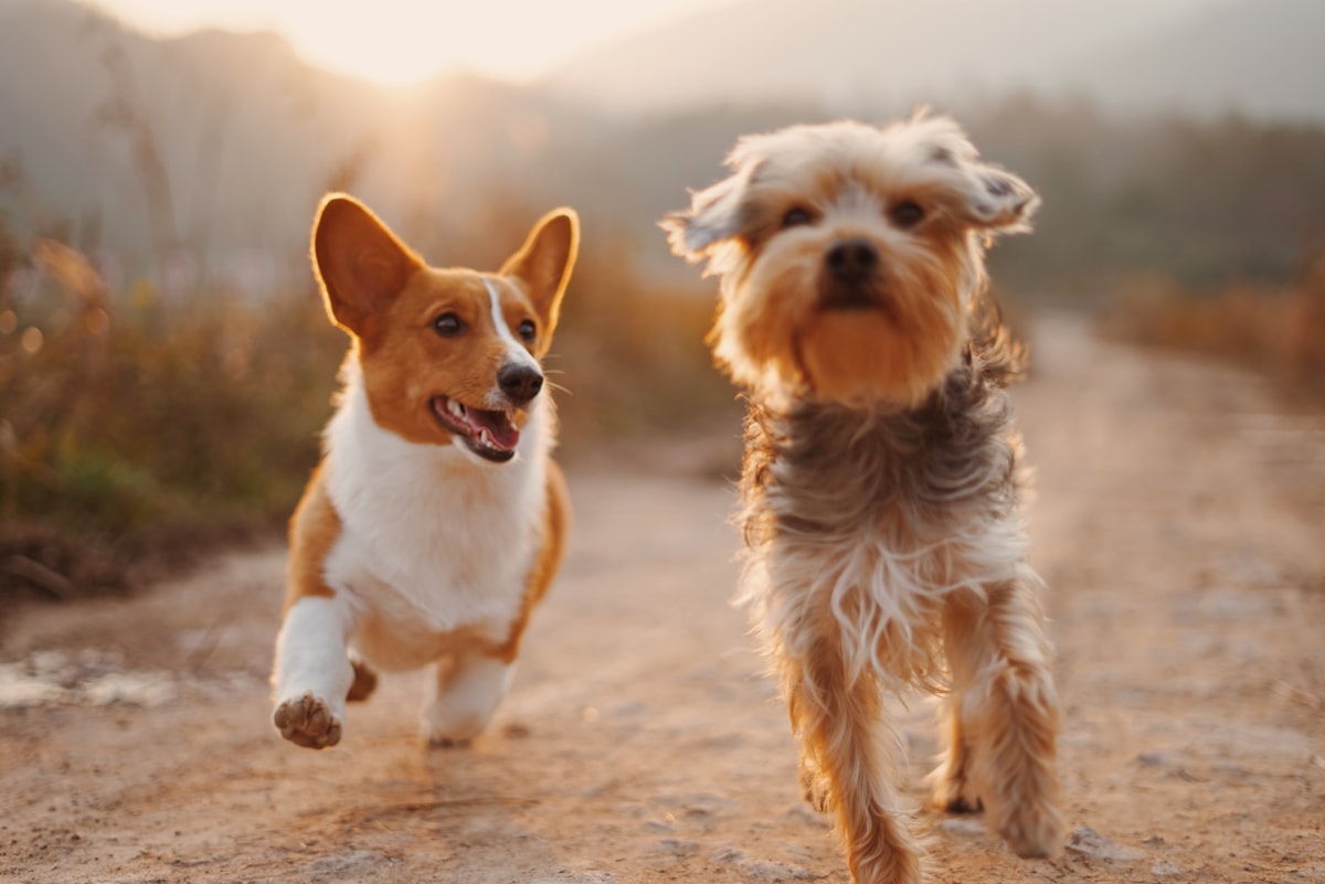 Chien et chat protégés par une assurance animaux